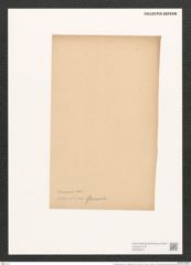 Pleurosigma decorum var. dalmaticum Grun. (de-Toni-Nr.: Genus 13, Species 1041) Zeichnungen Sammlung Grunow (NHMW-BOT-W0368970)